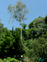 Betula-pendula-betulla-verrucosa-Silver-Birch-Pollenflora-Foto-Piante-Foto-Carla-Alberta-Accorsi-150px