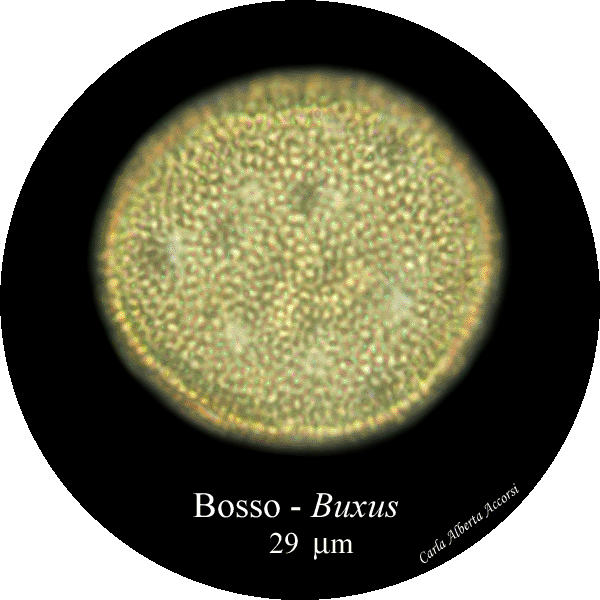Buxux-bosso-Box-Polline-Pollen-Disco-polline-Pollenflora-MUSEOpalinologia-Foto-Carla-Alberta-Accorsi-600px