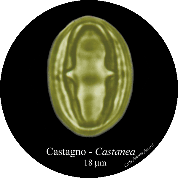 Castanea-castagno-Sweet-Chestnut-Polline-Pollen-Pollenflora-MUSEOpalinologia-Foto-Carla-Alberta-Accorsi-600px