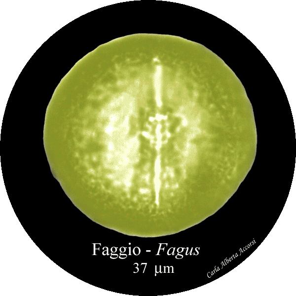 Fagus-faggio-Beech-Polline-Pollen-Pollenflora-MUSEOpalinologia-Foto-Carla-Alberta-Accorsi-600px