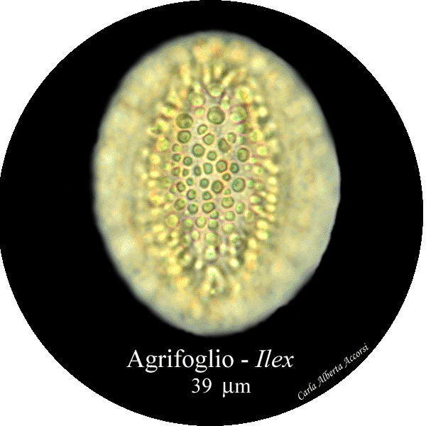 Ilex-agrifoglio-Hollies-Polline-Pollen-Disco-polline-Pollenflora-MUSEOpalinologia-Foto-Carla-Alberta-Accorsi-600px