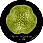 Ligustrum-ligustro-Privets-Polline-Pollen-Disco-polline-Pollenflora-MUSEOpalinologia-Foto-Carla-Alberta-Accorsi-150px