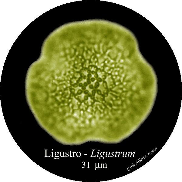 Ligustrum-ligustro-Privets-Polline-Pollen-Disco-polline-Pollenflora-MUSEOpalinologia-Foto-Carla-Alberta-Accorsi-600px