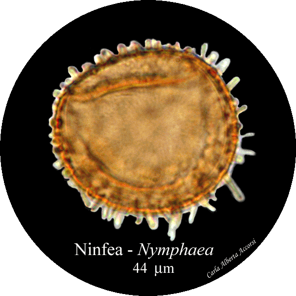 Nymphaea-ninfea-White Water-lilies-Polline-Pollen-Disco-polline-Pollenflora-MUSEOpalinologia-Foto-Carla-Alberta-Accorsi-600px