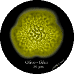 Olea-olvo-Olive-Polline-Pollen-Disco-polline-Pollenflora-MUSEOpalinologia-Foto-Carla-Alberta-Accorsi-150px