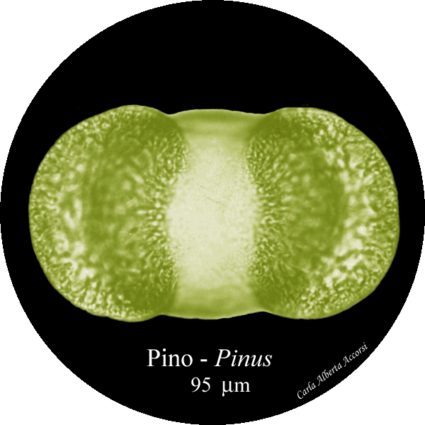 Pinus-pino-Pines-Polline-Pollen-Disco-polline-Pollenflora-MUSEOpalinologia-Foto-Carla-Alberta-Accorsi-600px