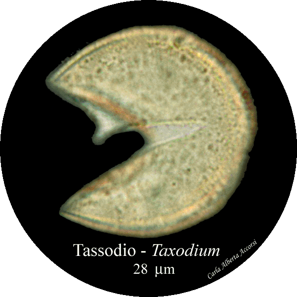 Taxodium-tassodio-Bald-Cypress-split-Polline-Pollen-Disco-polline-Pollenflora-MUSEOpalinologia-Foto-Carla-Alberta-Accorsi-600px