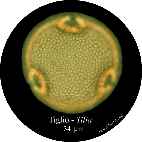 Tilia-tiglio-Limes-Polline-Pollen-Disco-polline-Pollenflora-MUSEOpalinologia-Foto-Carla-Alberta-Accorsi-600px